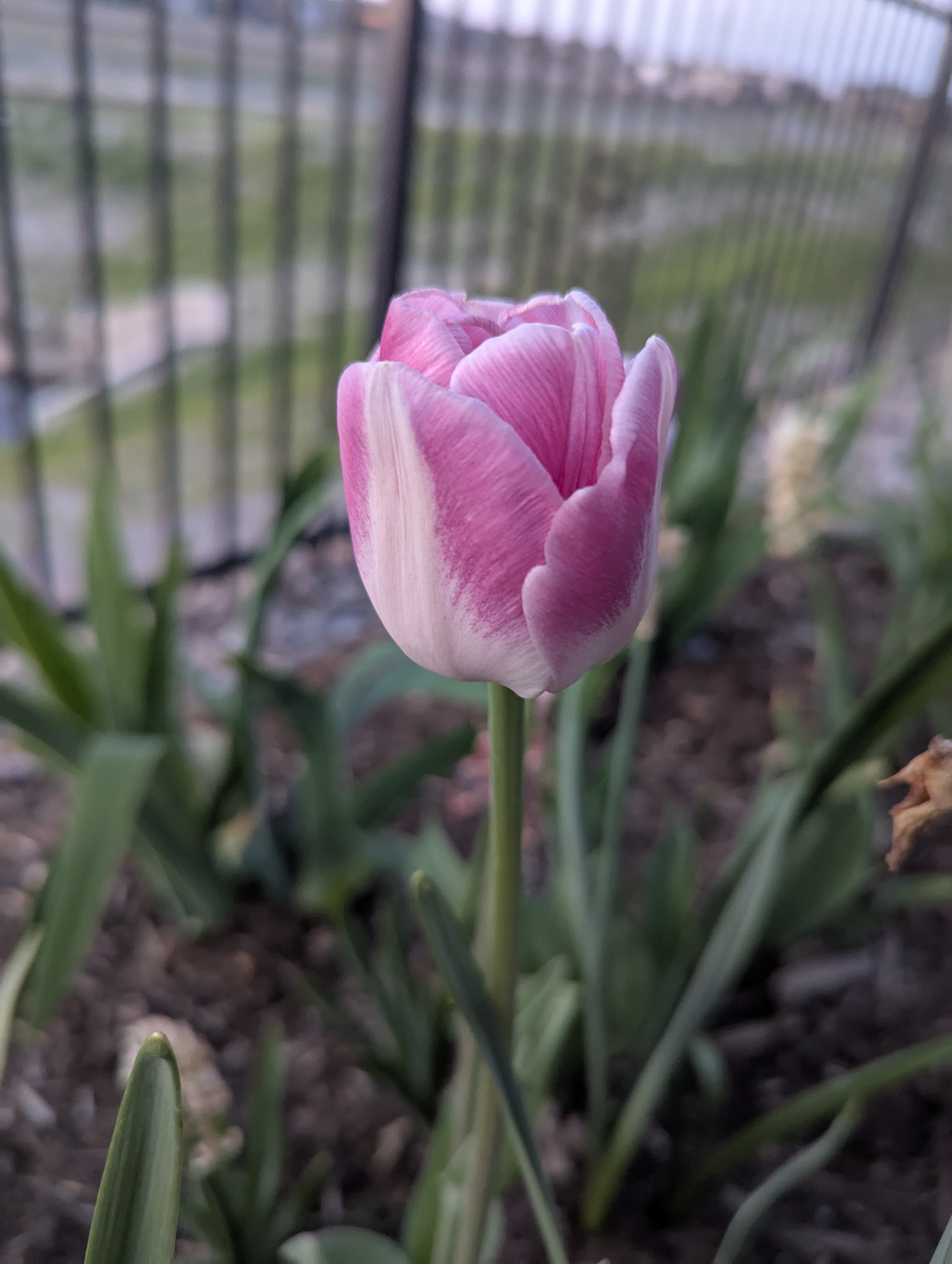Garden, Flowers, Morrison, Colorado